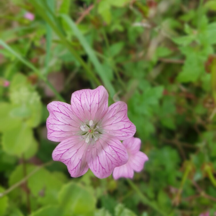 plant image 180616