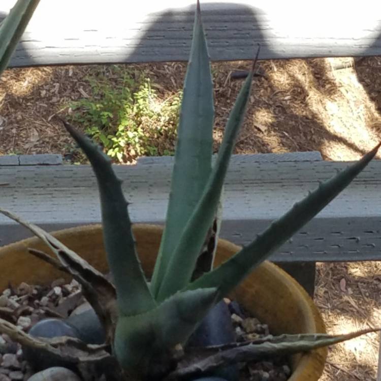 Plant image Agave tequilana