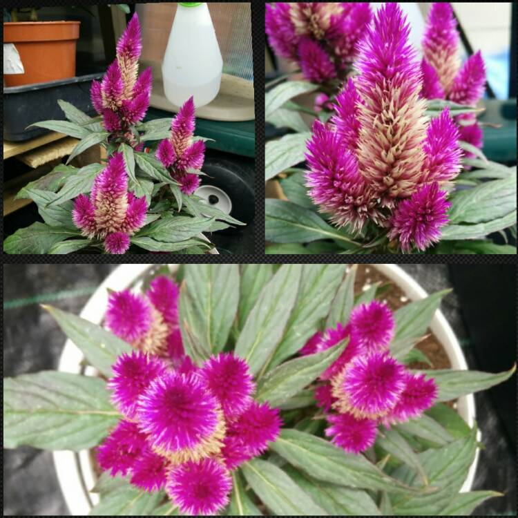 Plant image Celosia argentea 'Venezuela'