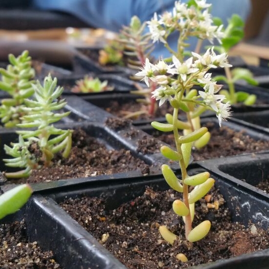 Plant image Sedum Anglicum