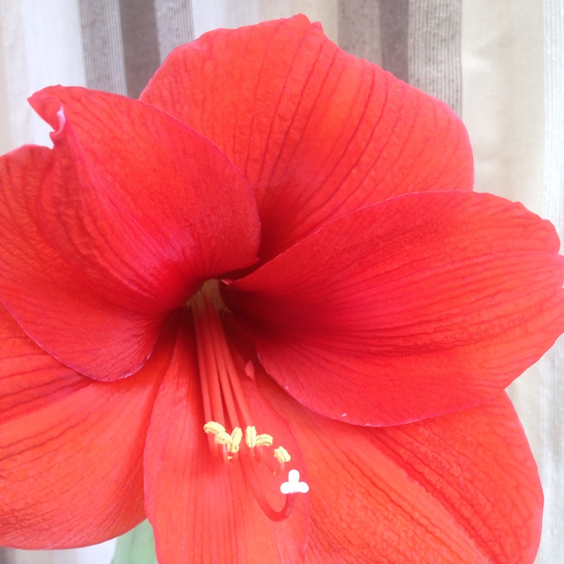 Hippeastrum 'Candy Floss'