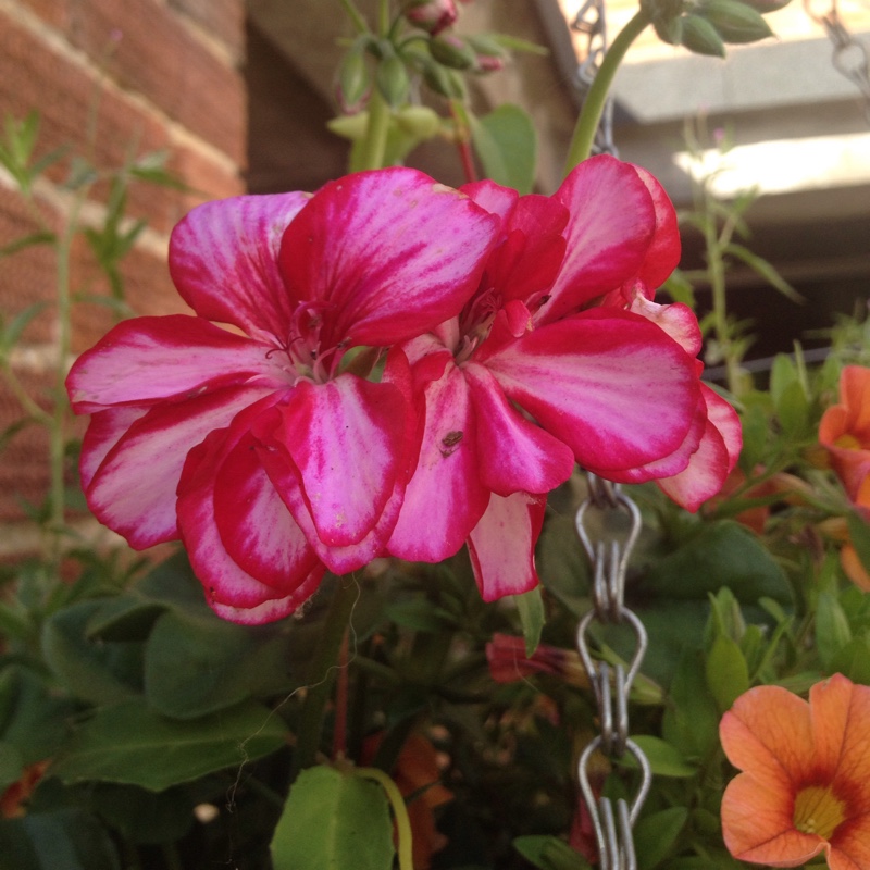 Cranesbill (Geranium)