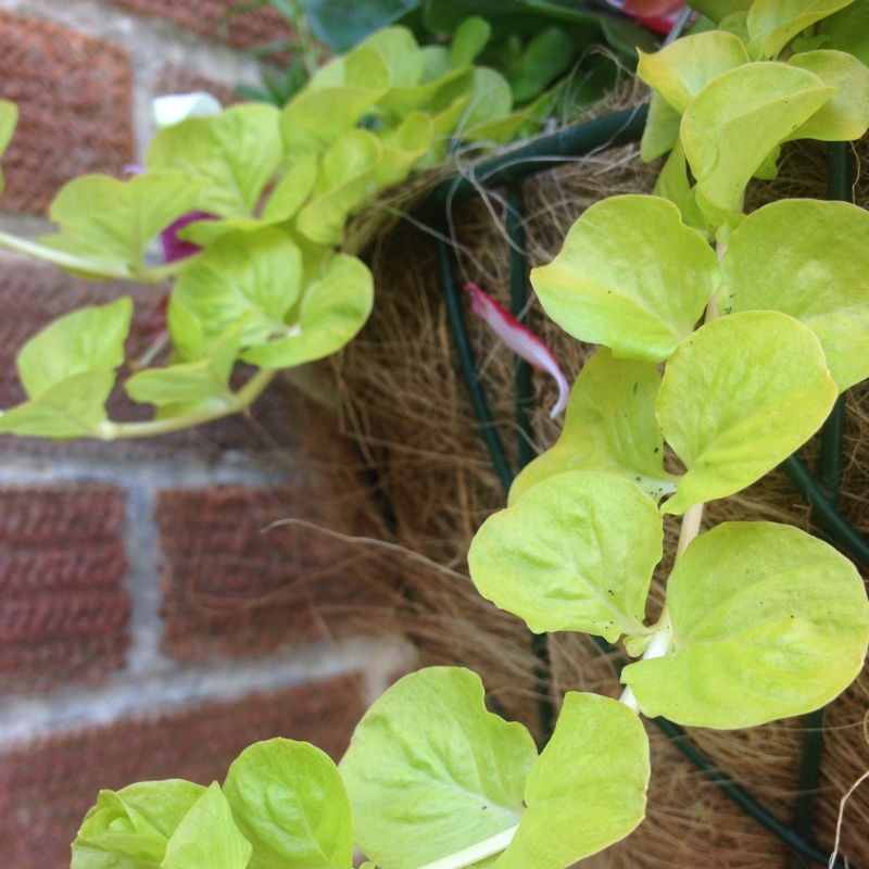 Creeping Jenny 'Goldilocks'