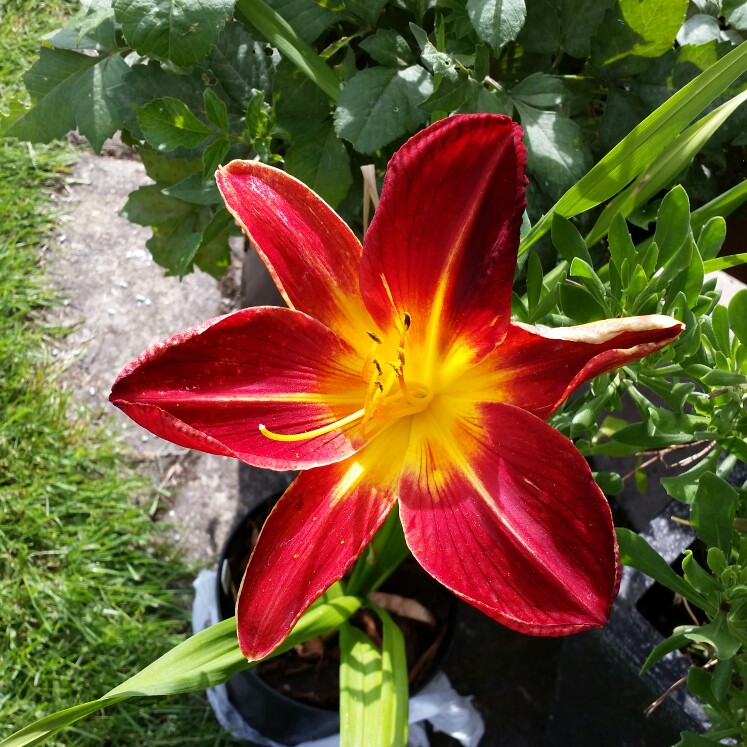 Plant image Hemerocallis 'Ruby Spider'