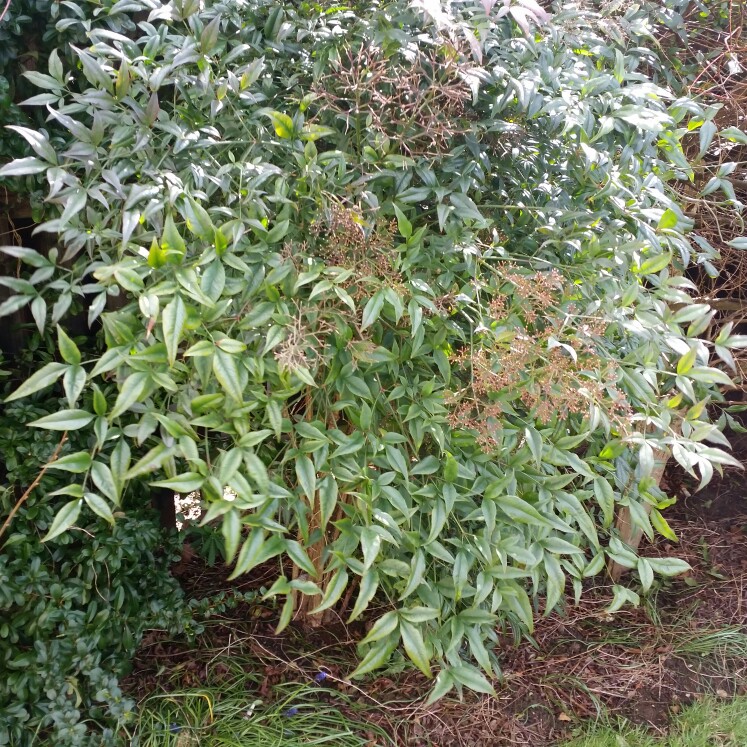 Nandina domestica 'Twilight'