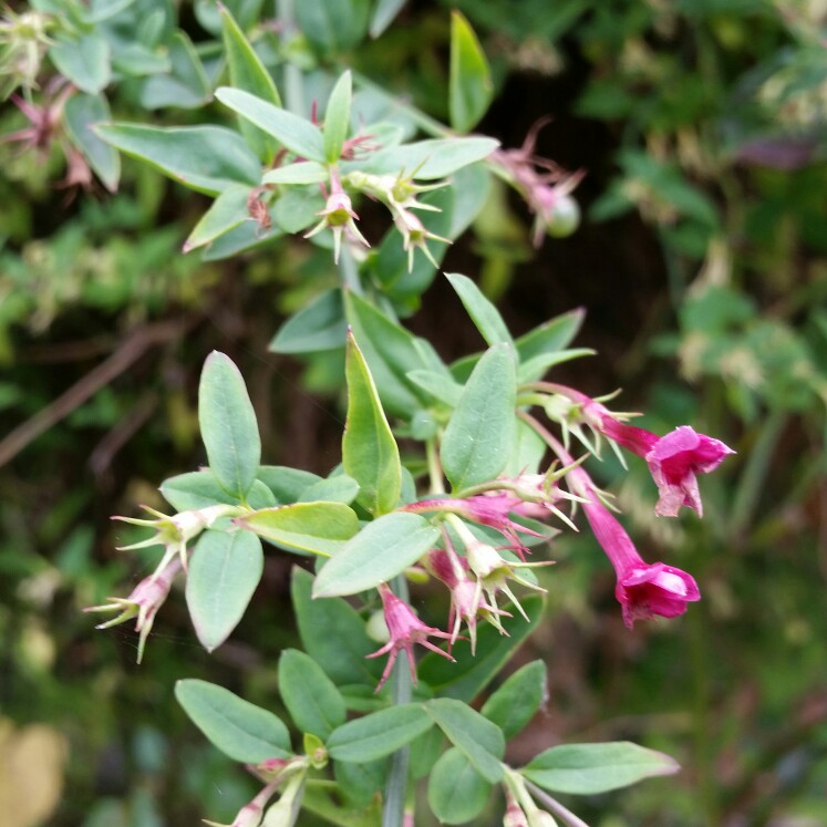 Plant image Escallonia Macrantha