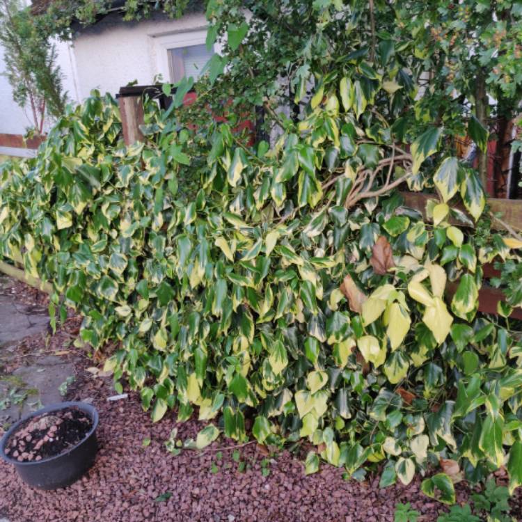 Plant image Hedera colchica 'Dentata Variegata'