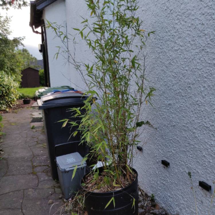 Plant image Phyllostachys aurea 'Albovariegata'