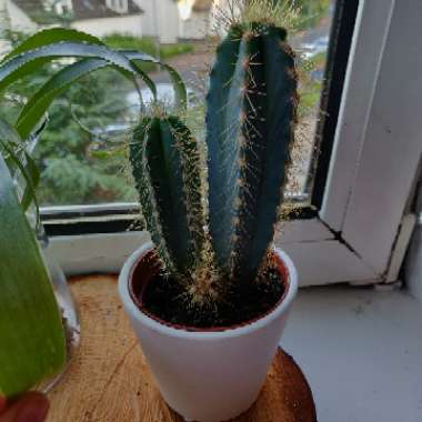 Trichocereus