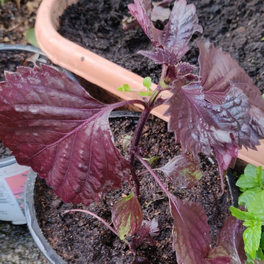 Plant image Perilla frutescens var. crispa 'Red'