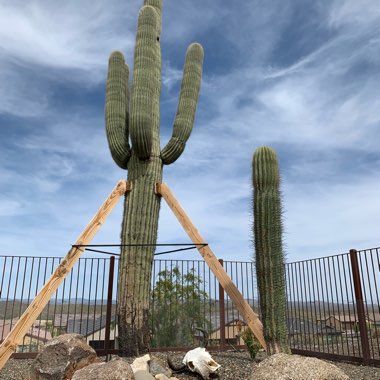 Carnegiea Gigantea