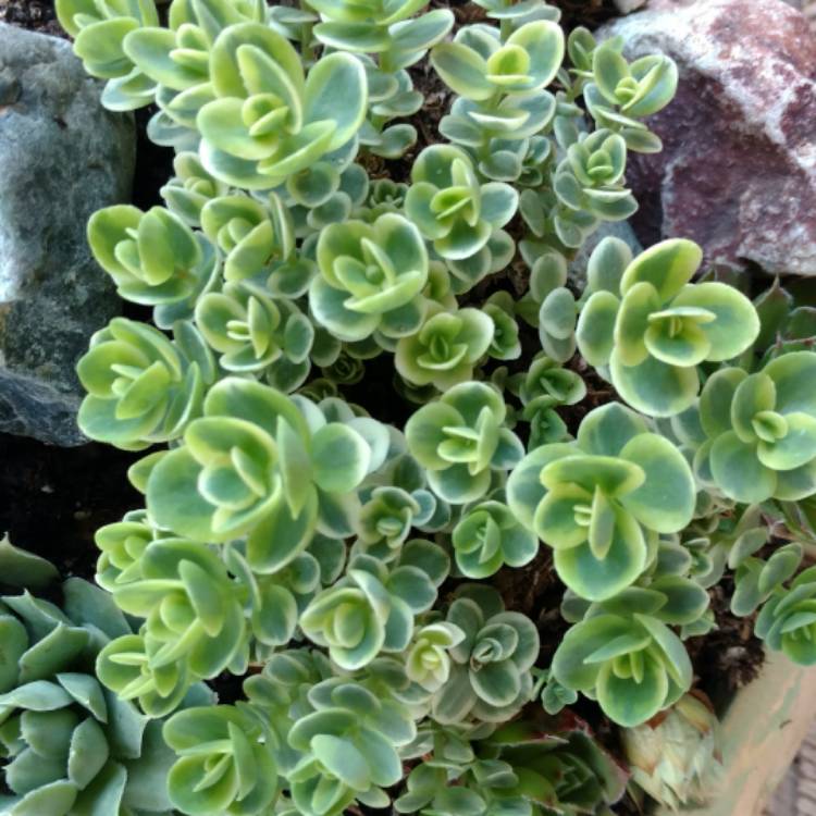 plant image 470677