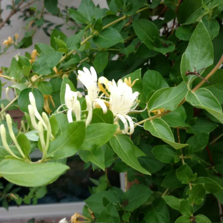 Plant image Lonicera japonica 'Hall's Prolific'