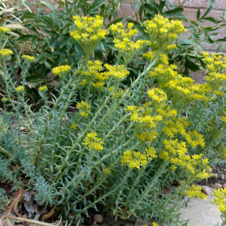 Plant image Sedum Lanceolatum