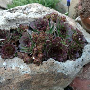 Sempervivum