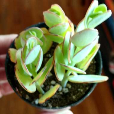 Kalanchoe marnieriana