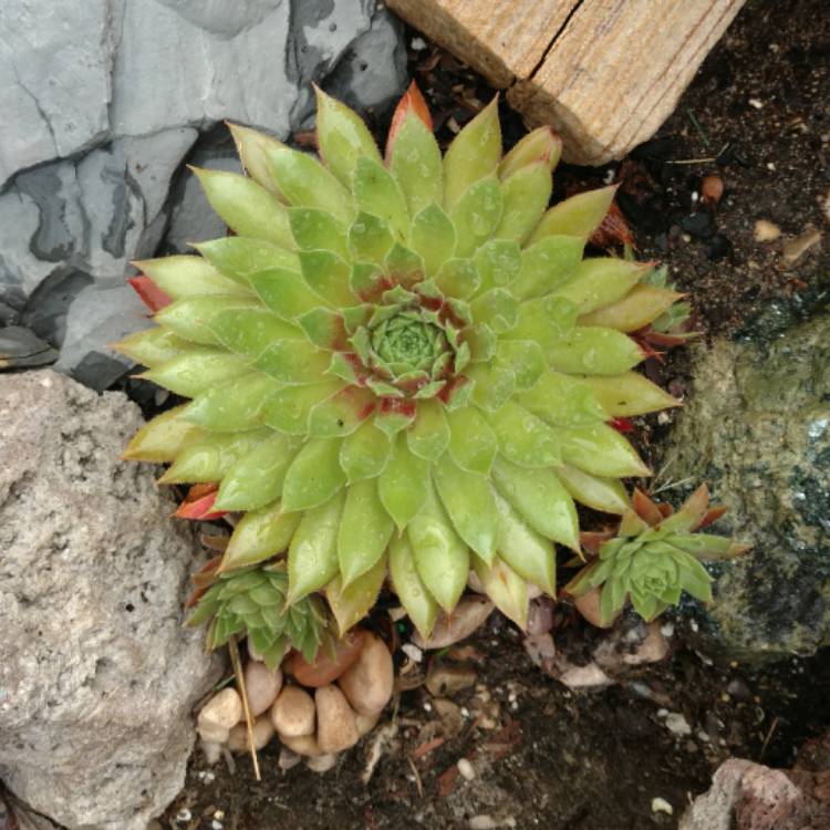 plant image 497709