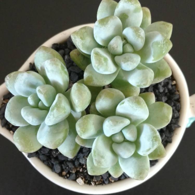 Plant image Sedum treleasei