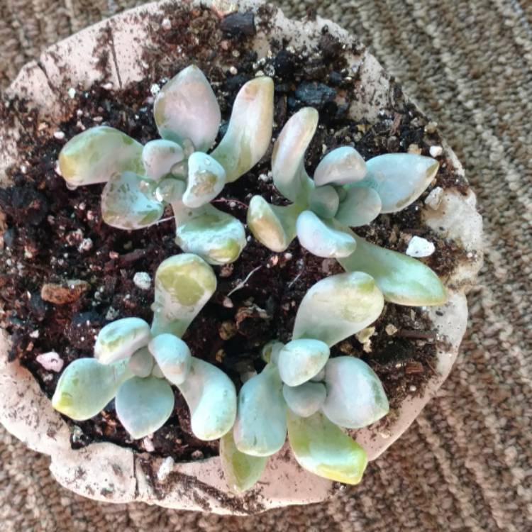 Plant image xSedeveria Blue Giant