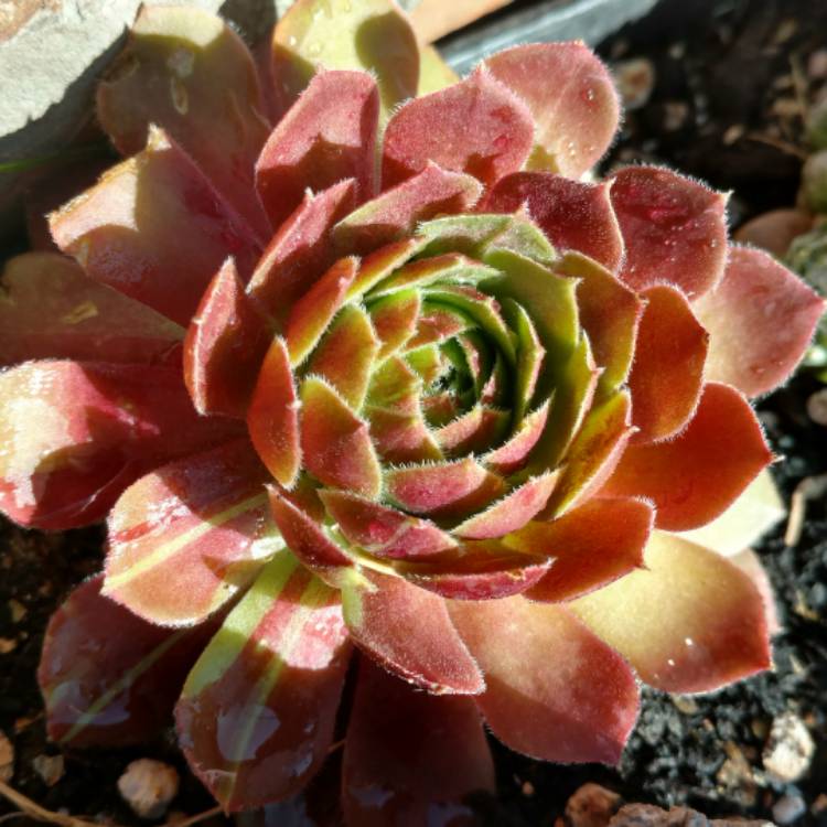 Plant image Sempervivum Rock N Roll