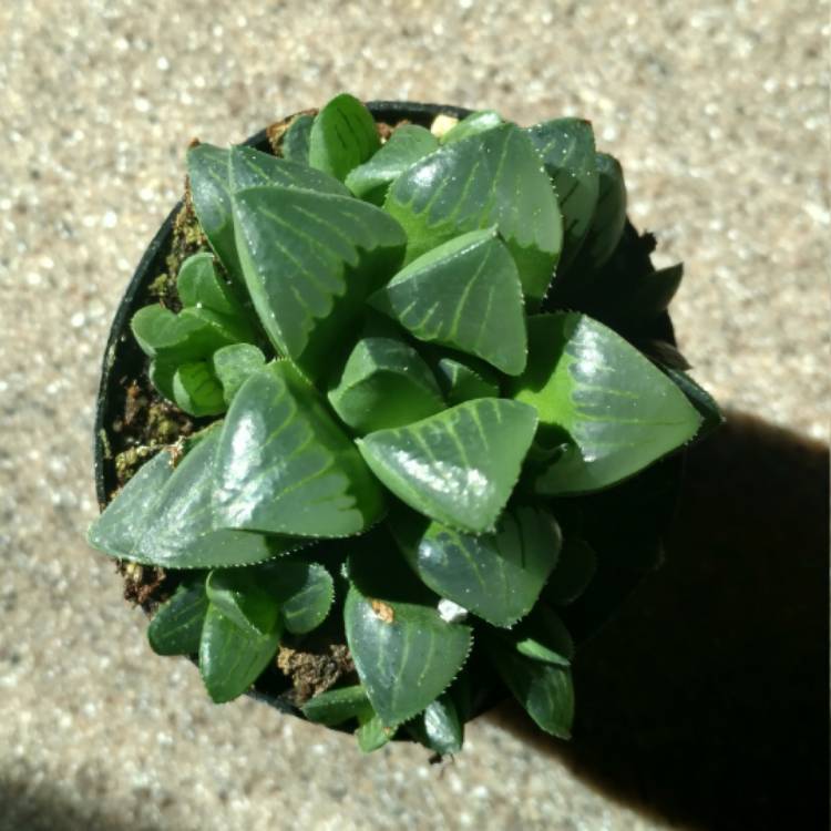 Plant image Haworthia mirabilis