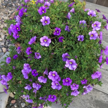 Calibrachoa