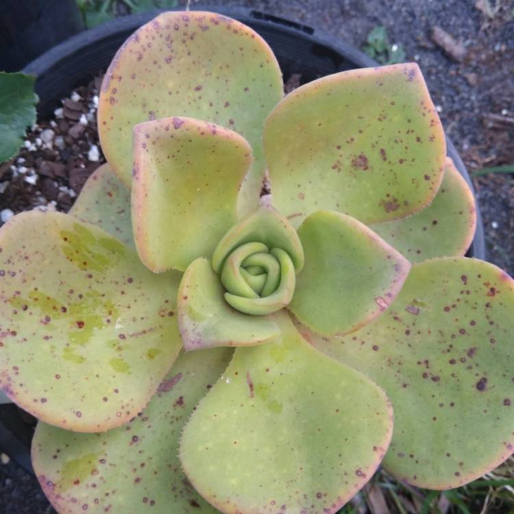 Plant image Aeonium Nobile