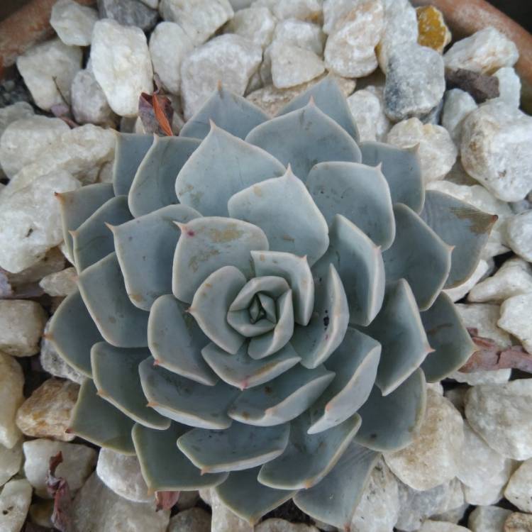 Plant image Echeveria Canadian