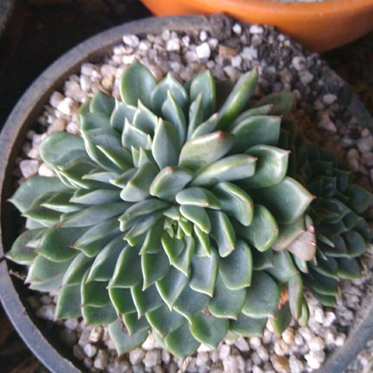 Plant image Echeveria Blue Wren