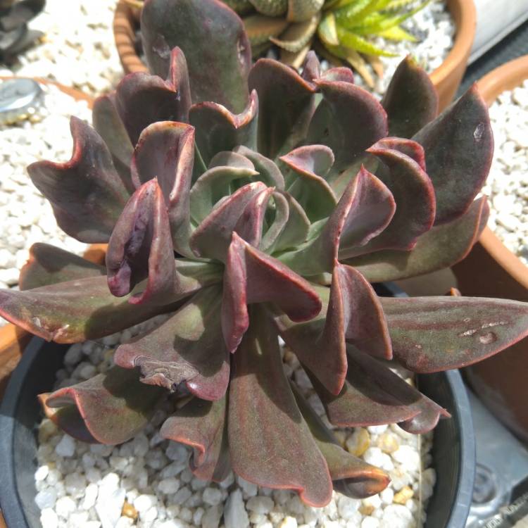 Plant image Echeveria Dark Hawk