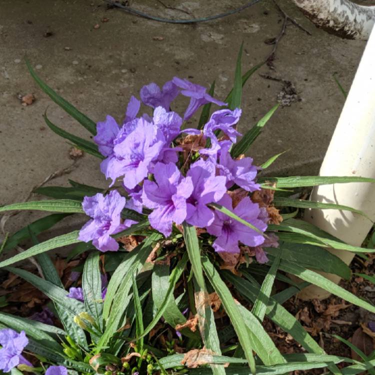 Plant image Ruellia brittoniana 'Katie'