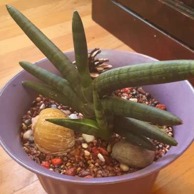 Sansevieria cylindrica