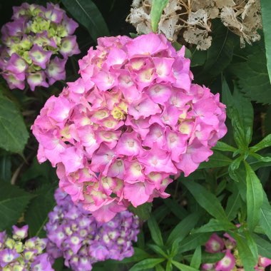 Hydrangea