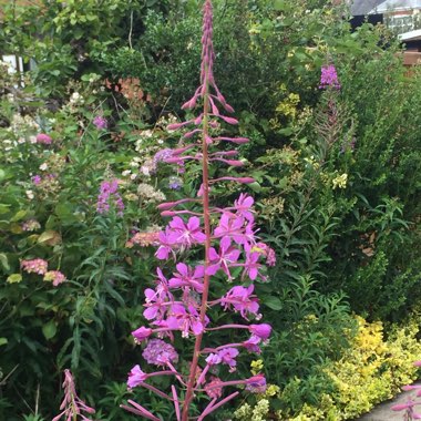 Rosebay Willowherb