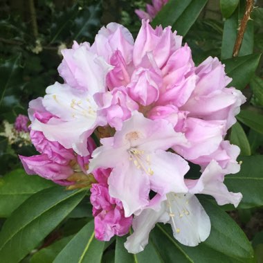 Rhododendron Insigne