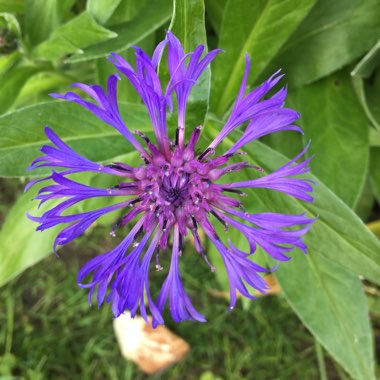 Perennial Cornflower