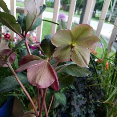 Hellebore (Species) Lenten Rose