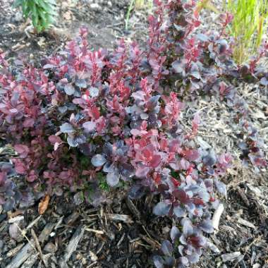 Japanese barberry 'Concorde'

