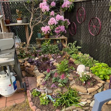 Steve's garden