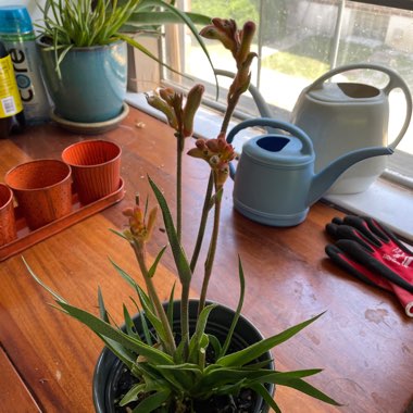 Kangaroo Paw 'Bush Blitz' (Bush Gems series)