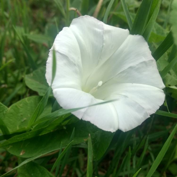 Plant image Calystegia sepium