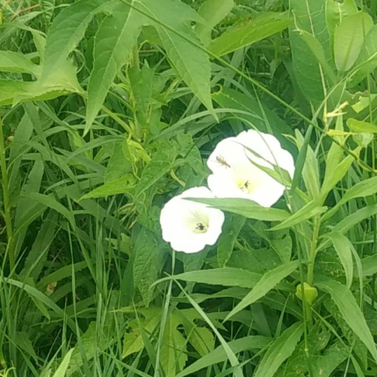 Plant image Calystegia sepium