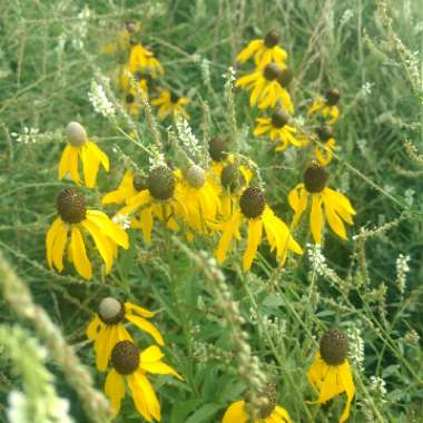 Yellow Coneflower