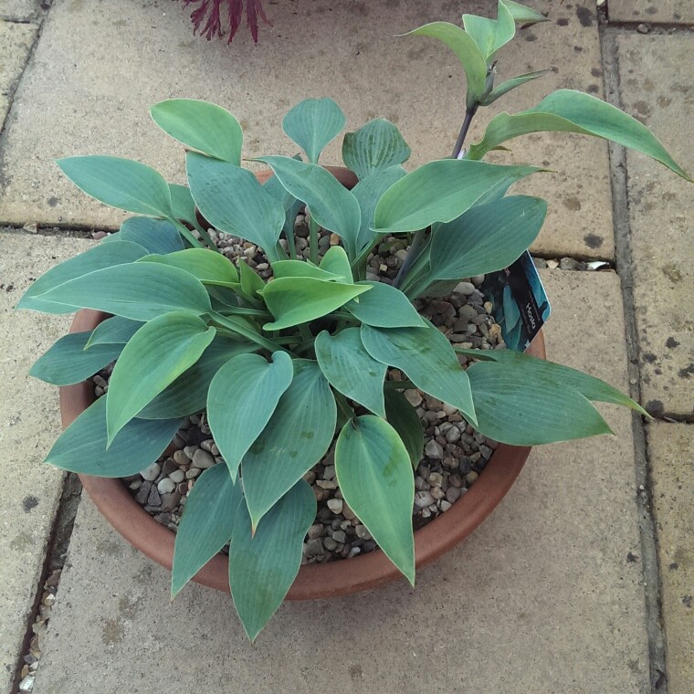 Plantain Lily