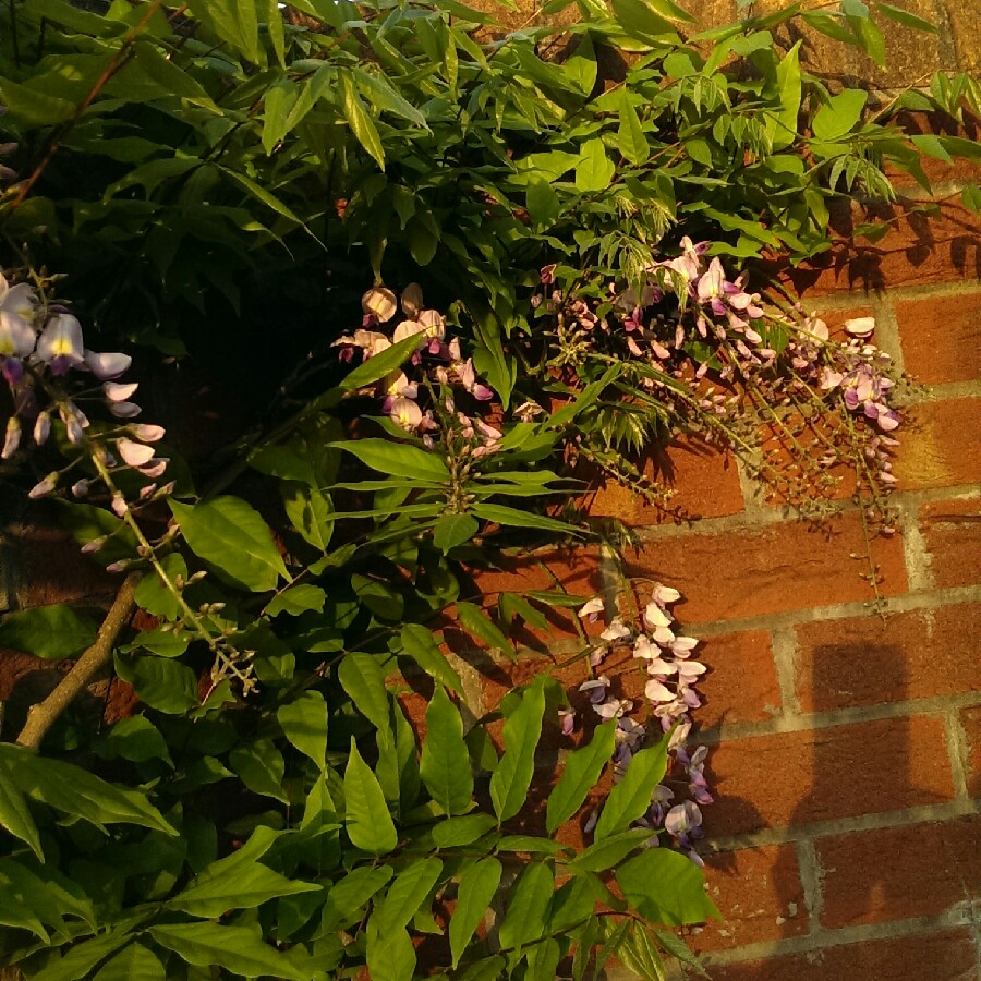 Chinese Wisteria