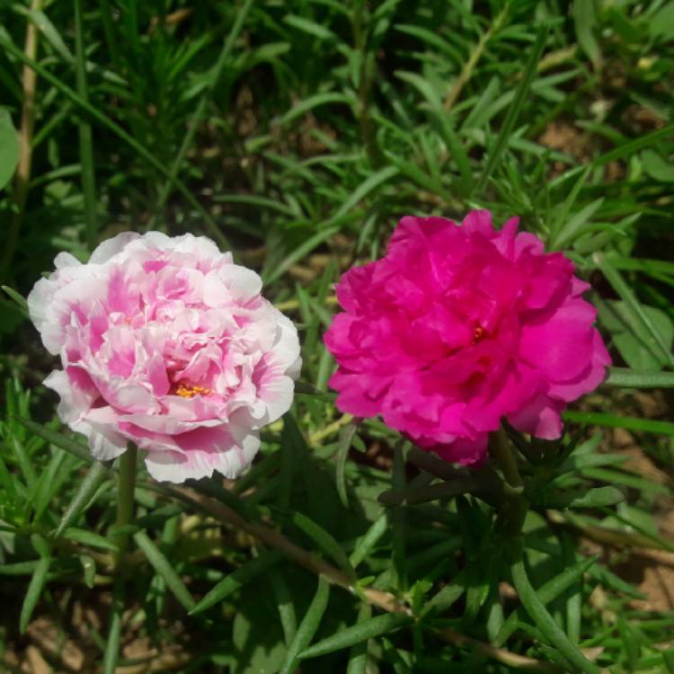 Plant image Portulaca grandiflora 'Pink'