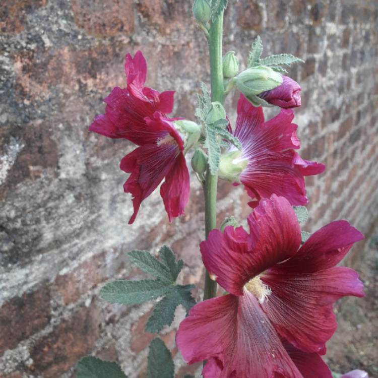 Plant image Alcea rosea 'Halo Red' (Halo Series)