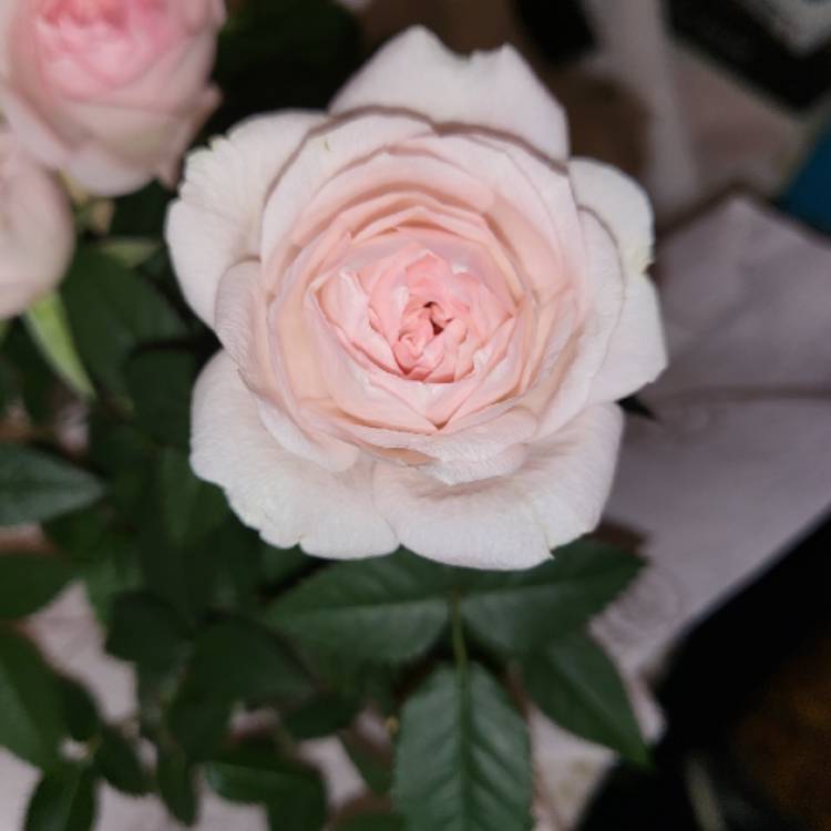 Plant image Rosa 'Koraroma05' syn. Rosa 'Light Pink RosAroma'