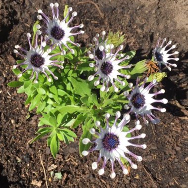 African daisy 'Whirligig'