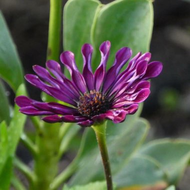 Osteospermum 'Whirligig'